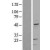 Western Blot: Cytokeratin 20 Lysate [NBL1-12388] - Western Blot experiments. 
Left-Control; Right -Over-expression Lysate for KRT20